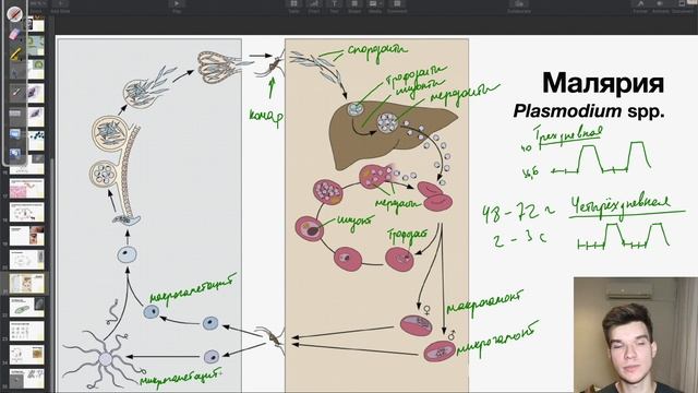 Жизненный цикл малярийного плазмодия | Биология ЕГЭ смотреть онлайн