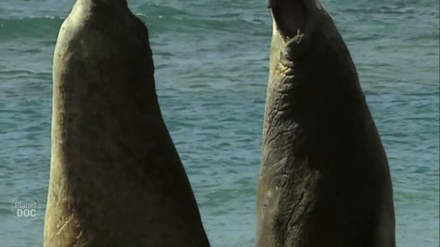 Дикая Природа в Зоне Отчуждения