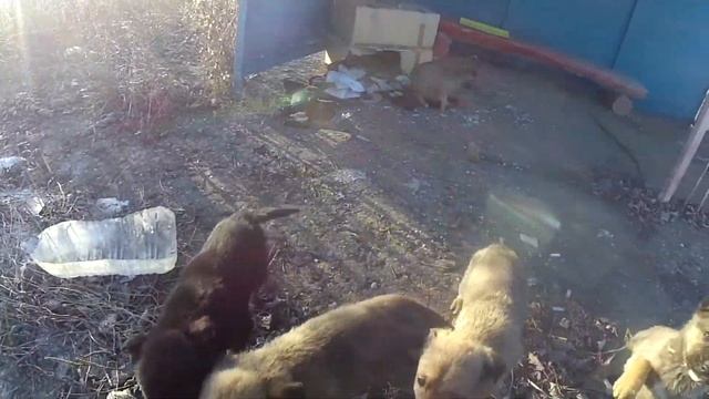 Забрал с остановки семь брошенных щенят