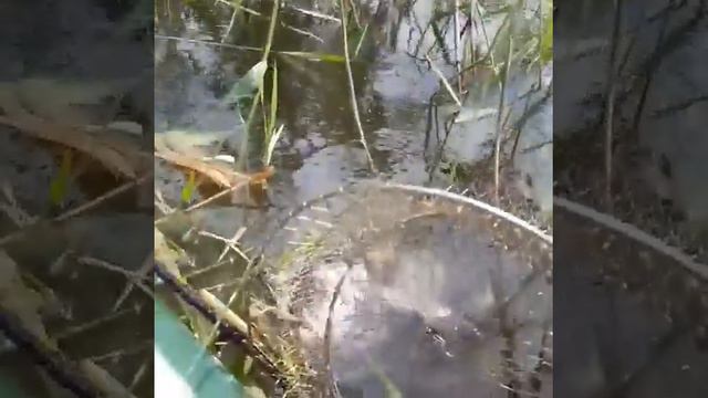 оз. Камышовое