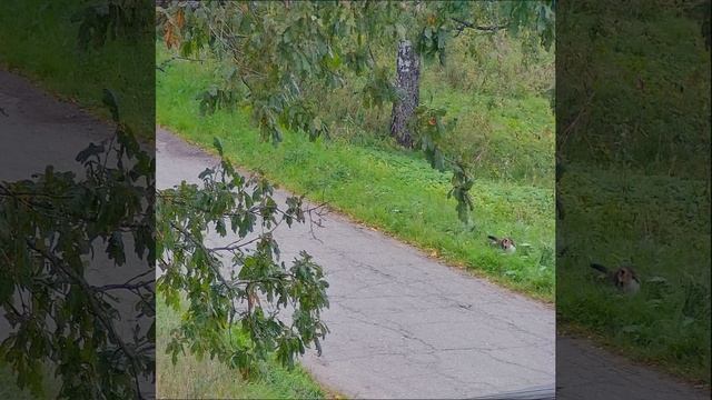 We have not been to Tahiti. Не были на Таити. #попугай #Кеша #shorts смотреть онлайн