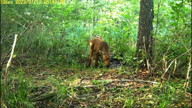 Лесные семьи смотреть онлайн