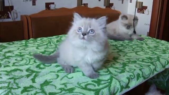 Невская маскарадная продаётся котёнок смотреть онлайн