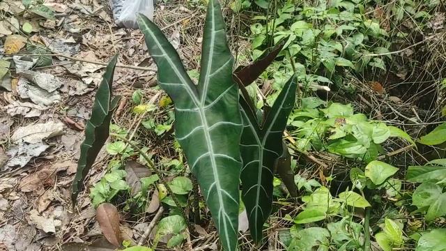 Di Kebun Banyak Alocasia Kuping Kelinci. #samarinda #tanamanhias #alocasia #hutan смотреть онлайн
