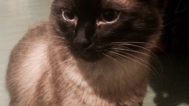 fender 2013 limited edition 72 strat vintage white testing смотреть онлайн