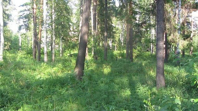 Зеленый лес смотреть онлайн