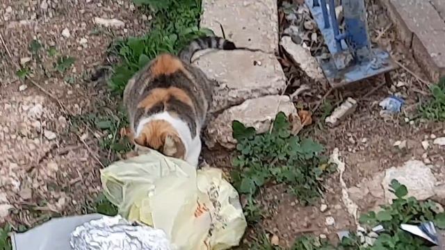 КОШКА НАШЛА МЯСО смотреть онлайн