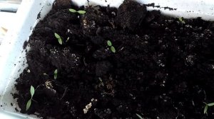 Выращиваем укроп и петрушку на балконе. Своя зелень