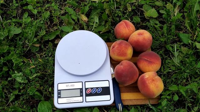 Персик "Гринсборо". смотреть онлайн