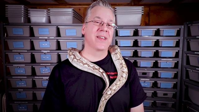 Pros and Cons of Breeding Ball Pythons Year Round смотреть онлайн