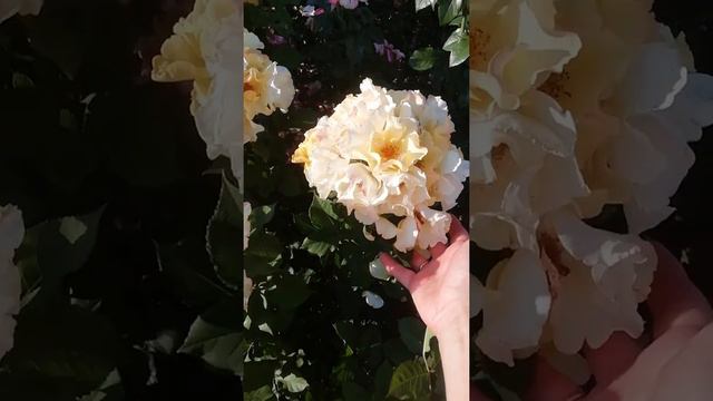 Али Дорате из серии *бабочки *от Барни смотреть онлайн