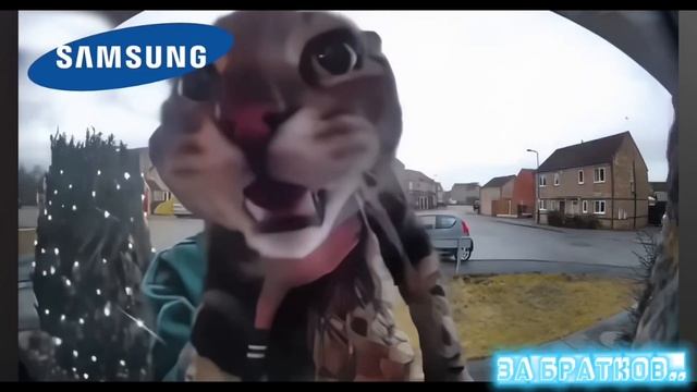 звук телефона звуком кота