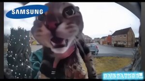 звук телефона звуком кота