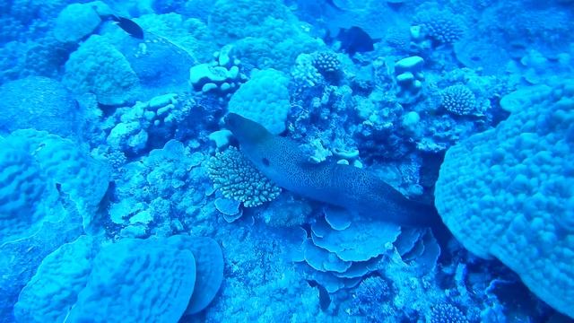 Nikon Coolpix W300 Diving Video underwater 16 meters depth смотреть онлайн