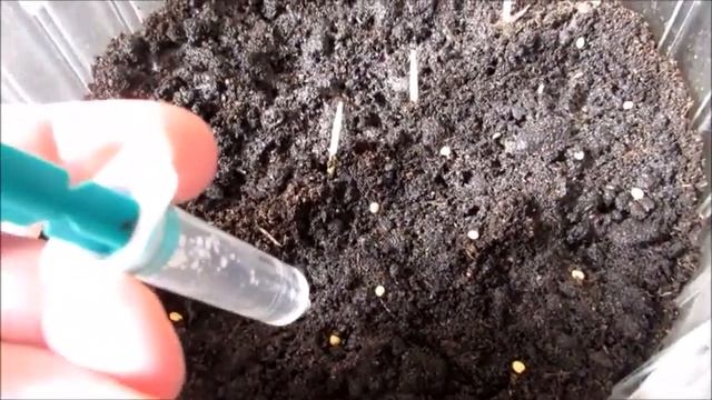 Сею баклажаны 2 способами - под кипяток и в торфяные горшочки смотреть онлайн