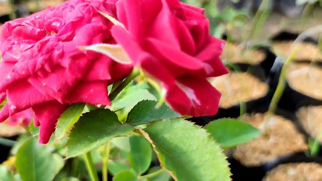 Spray Rose 🌹🌹🌹🌹🌹 смотреть онлайн
