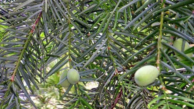 Torreya Californica / Kalifornische Nusseibe