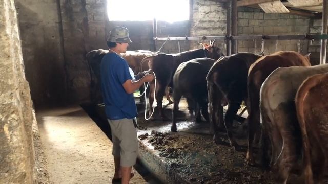 Откорм бычков Какие витамины надо делать Как надо делать витамины смотреть онлайн