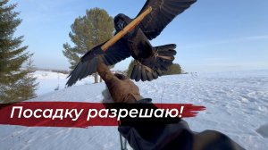 Отпустил ворона в свободный полет / Очередное нападение