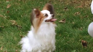 ПАПИЛЬОН. Все о породе!