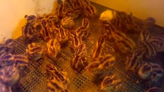 Они реально окрасом похожи на диких поросят? смотреть онлайн