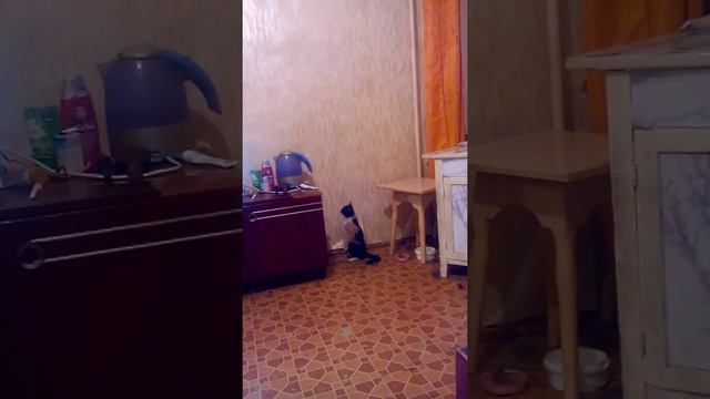 Котэ ,кот чайник смотреть онлайн