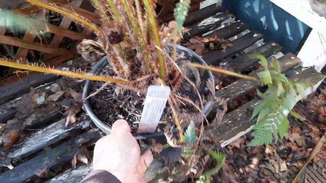 cyathea cooperi update смотреть онлайн