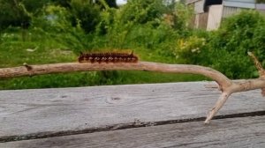 необычная гусеница