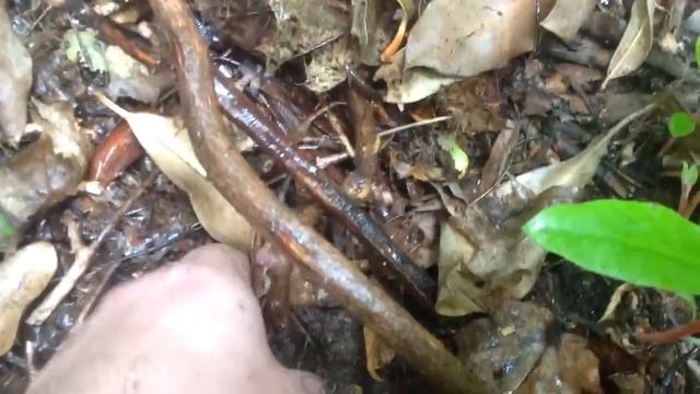 How to absolute best way to propagate rhododendron смотреть онлайн