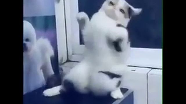 GIF Про кота!!! смотреть онлайн