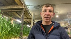 Лук на перо #16 Сбыт