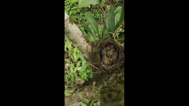 ПТИЦЫ КОРМЯТ СВОИХ ПТЕНЦОВ.Голодные птенцы.Слабонервным не смотреть.