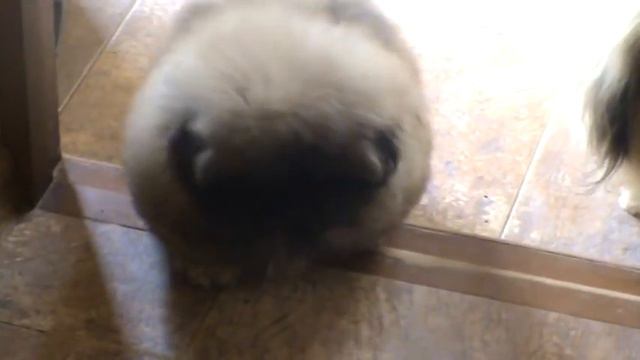 18 05 2015 Дети Паркера и Виджи смотреть онлайн