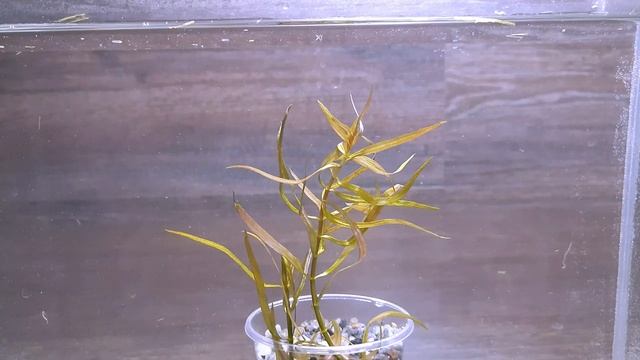 ЛЮДВИГИЯ БРЕВИПЕС ( Ludwigia brevipes ) смотреть онлайн