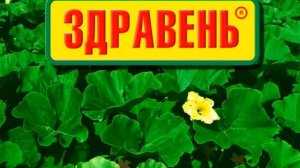 Здравень для огурцов