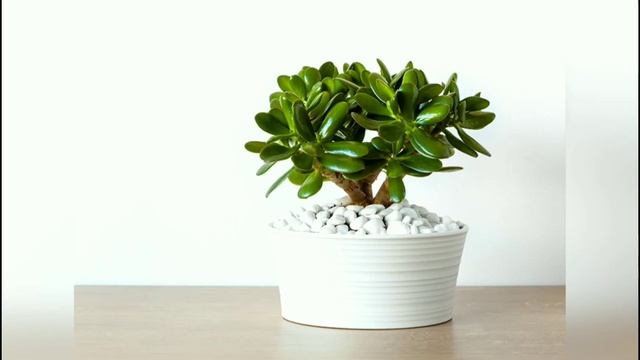 МАГИЯ ДЕНЕЖНОГО ДЕРЕВА. МИФЫ И РЕАЛЬНОСТЬ. ЧАСТЬ 1. смотреть онлайн