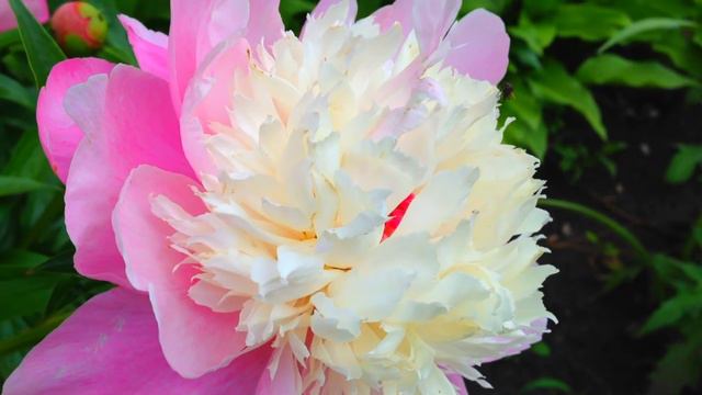 Fully Bloom Peony at the Garden🌸 смотреть онлайн