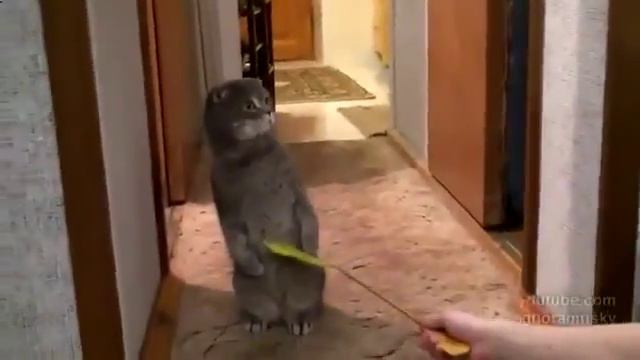 удивление кота