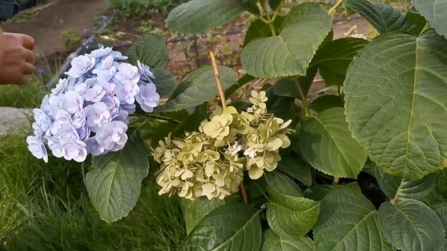 В гости в сад к Олесе Николаевне! Это садовод - любитель и просто обаятельная женщина! смотреть онлайн