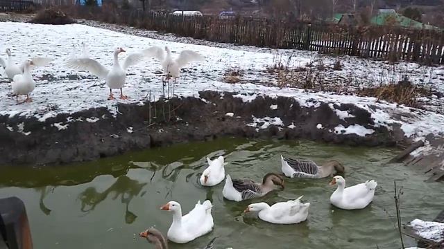 Гуси с утра очень рады побегать, полетать и поплавать!