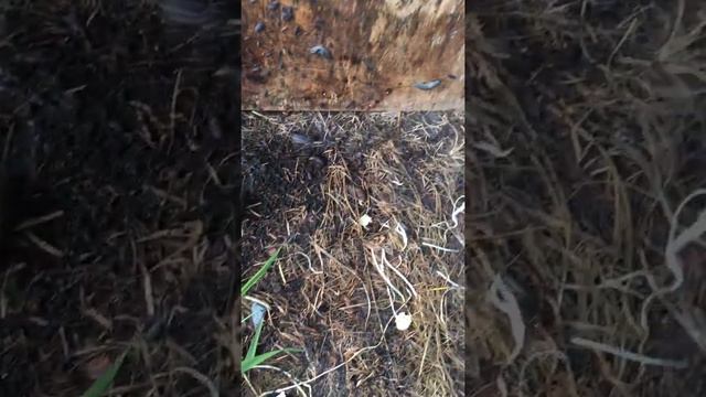 Испанские слизни. Яйца смотреть онлайн