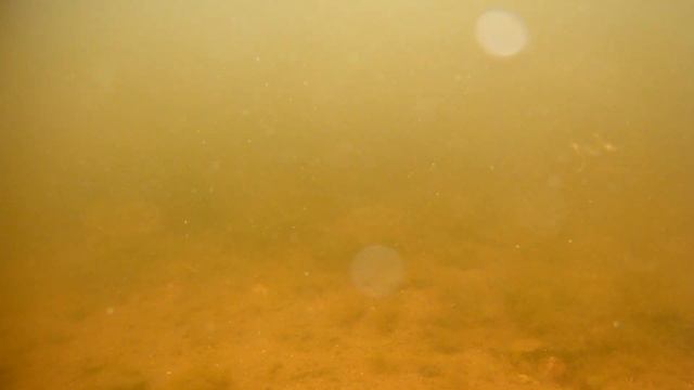 Озеро Песьво. Малыши мозамбикской тиляпии. смотреть онлайн