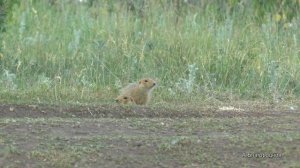 Сурки и суслики.