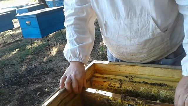 качаем подсолнух (вторая качка) смотреть онлайн