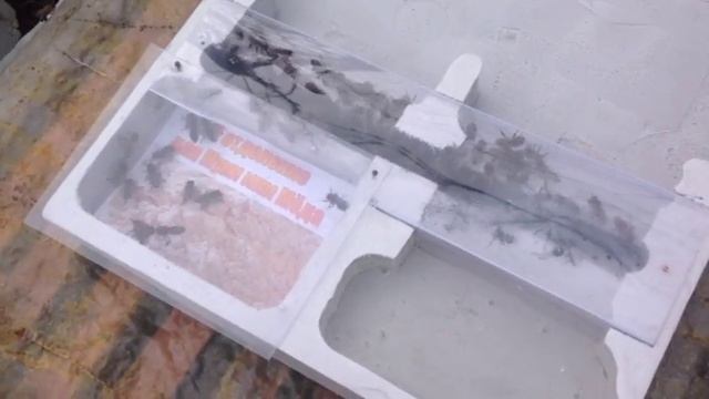 Супер Кормушка для пчёл ПРОСТОЕ ПЧЕЛОВОДСТВО смотреть онлайн