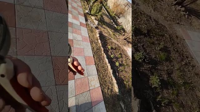 краткий обзор на неплохой секатор для дома секатор мистер logo смотреть онлайн