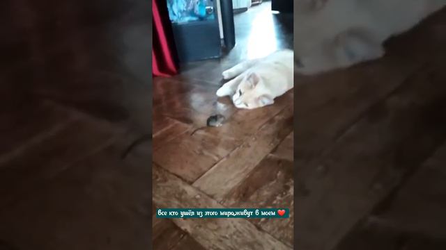 Мои любимые животные уходят из жизни, может они берут на себя наши болезни... смотреть онлайн