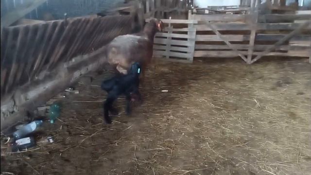 Холода отступили. Снова идем на пастбище. смотреть онлайн