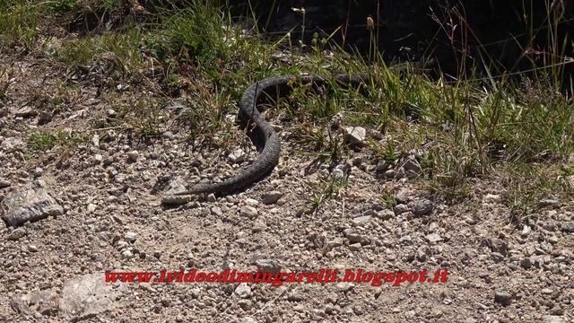 Marasso palustre (Vipera berus) смотреть онлайн