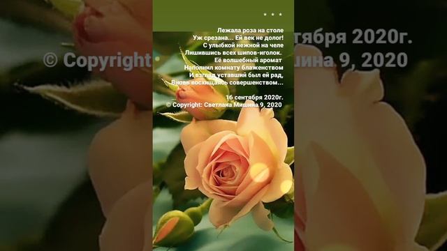 Стихи. Светлана Мишина. Лежала роза на столе... смотреть онлайн